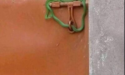 Rent Renewal: Disgruntled Landlord Seals Gate with Snake