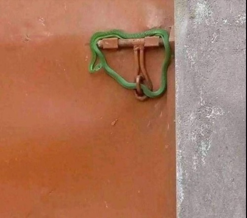 Rent Renewal: Disgruntled Landlord Seals Gate with Snake