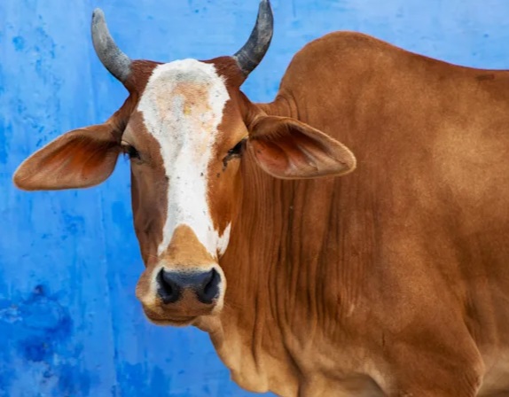 'Give me justice': Farmer turns his cows in to police for not producing enough milk